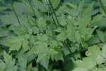 Black bugbane <BR>Black cohosh